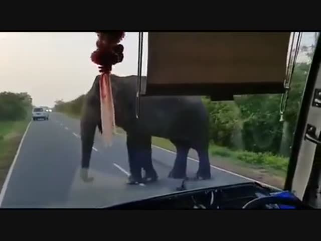 Хамовитый слон.