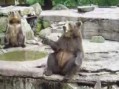 Медведи танцуют