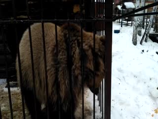 Медвежонок мучается в зоопарке 