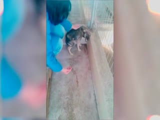 У собаки истерика