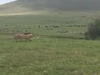 Смелый пёсик