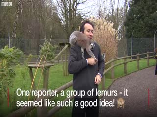 Лемуры атаковали журналиста Би-би-си