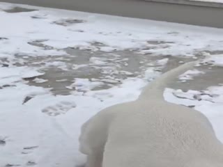 Пёс впервые в жизни видит снег