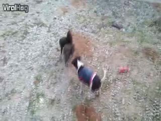 Когда твой пьяный друг лезет в драку