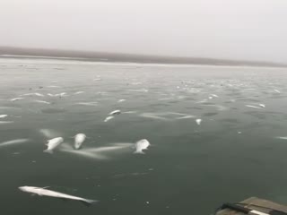 В США тысячи рыб вмерзли в лёд