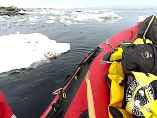 Неожиданный визит пингвина к австралийским ученым в Антарктике