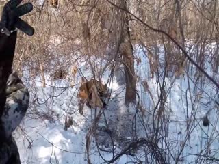 Везучий кабанчик