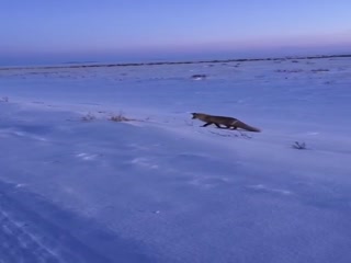 Мерзкие двуногие твари