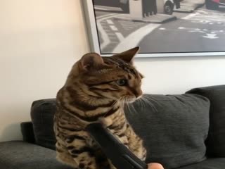 Красивый котик