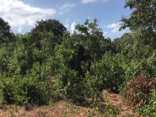 Дикий слон сломал бивень, атаковав автомобиль с туристами в Ботсване
