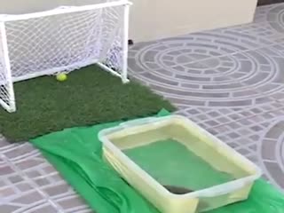 Рыбка играет в футбол