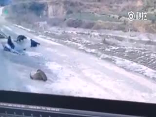 Дикий кабан атаковал пятерых человек в Китае