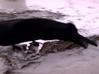 Вася хочет кушать