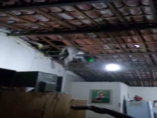 Осёл на крыше