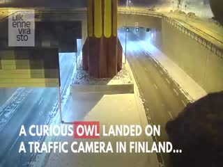 В Финляндии сова мешала полиции следить за порядком на дорогах