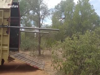 Выпущенный на волю жираф не совладал с ногами и пропахал носом