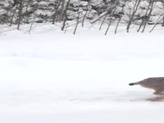 Рысь поймала зайца