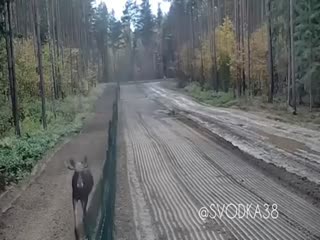 Лось-нарушитель