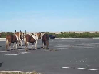 Ссора между лошадьми