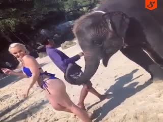 Слоненок знает толк в блондинках