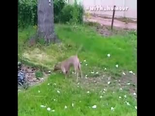 Пёс-акробат