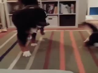 Злобный котик  терроризирует собаку