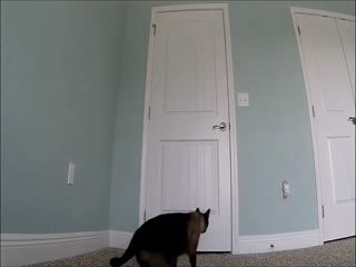 Кот научился открывать двери