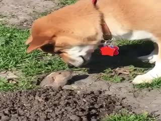 Собака и суслик