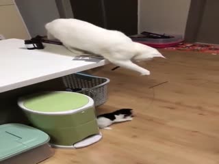 Умная кошка играет с котенком