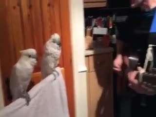 Опять танцевать???