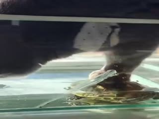 Самый наглый кот на свете