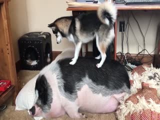 Собака будит свинью
