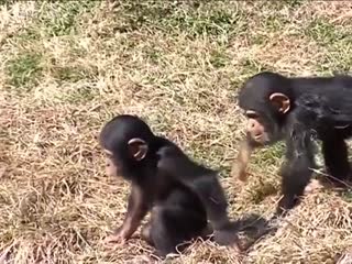 всё как у людей