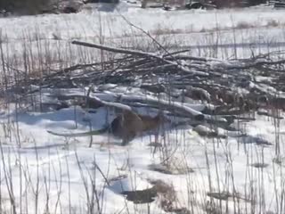 Зима. Лес. Кенгуру