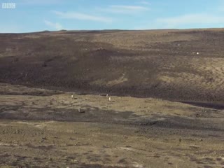 Стая волков в погоне за зайцем