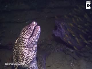 Мурена напала на водолаза