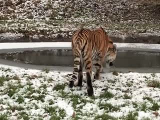 Тигрица провалилась в замерзший пруд и всех насмешила