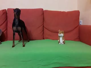 Противная игрушка