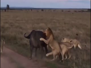 Буйвол, убегая от львов, врезался в автомобиль с туристами в кенийском заповеднике