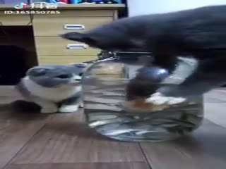 Неуловимые рыбки