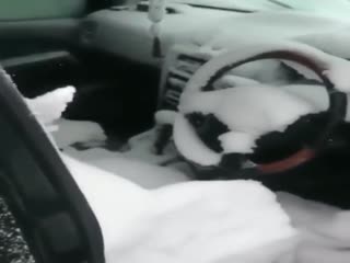 Когда забыл закрыть окно в автомобиле