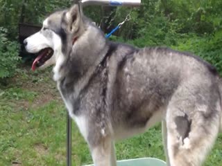 Линька у хаски