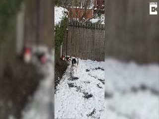 Пёс удивил хозяина и «слепил» снеговика