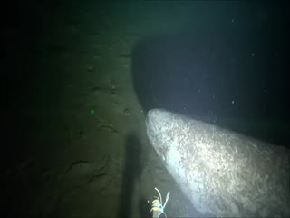 Таинственная гренландская акула
