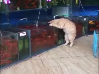 Посетитель в зоомагазине