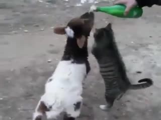 Наглый котейка