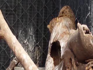 В Приморье спасли раненого краснокнижного дальневосточного лесного кота