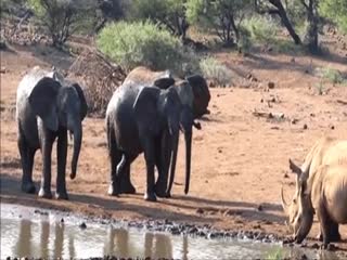 Слон бросил камень в носорога