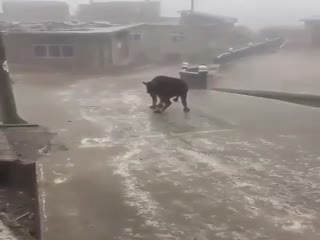 Как корова на льду