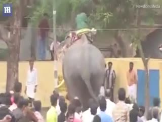 Слон убил наездника на религиозном празднике 
